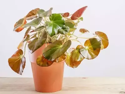Begonia Erythrophylla: Guía Completa de Cultivo y Mantenimiento