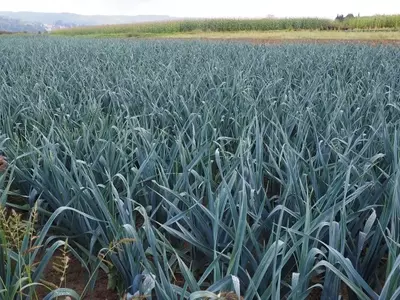 Optimización del Cultivo de Puerros: Estrategias para Obtener Ejemplares Grandes y Sabrosos