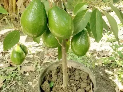 Cultivo de Aguacates en Casa: Guía Completa para Reproducción por Esquejes