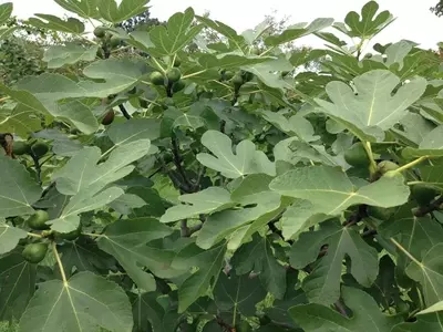Higuera: Manejo de Raíces para un Cultivo Seguro y Exitoso