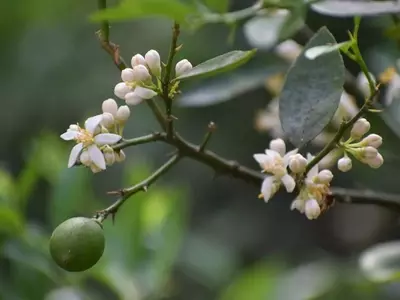 El Limonero: Un Viaje de Paciencia y Cosechas Abundantes