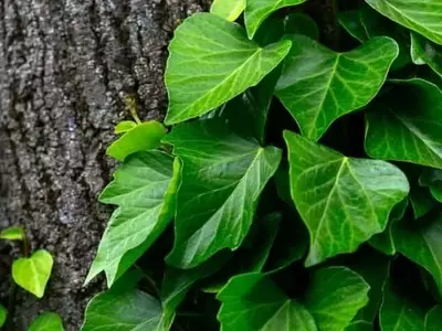 Hedera Colchica: La Hiedra Persa, Joya Verde de Jardines y Hogares