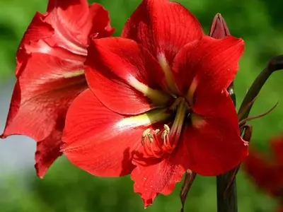 Descubre los Secretos para una Floración Esplendorosa del Amarilis: Más Allá de las Hojas Verdes