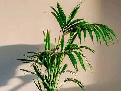 Guía Completa para el Cuidado de la Palmera Kentia en Interiores