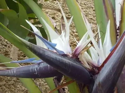 Cuidado y Soluciones para la Strelitzia Augusta: Guía Completa