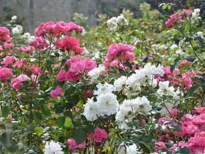 El Arte de Cultivar Rosales Aromáticos: Guía Completa para Jardines Vibrantes y Fragantes