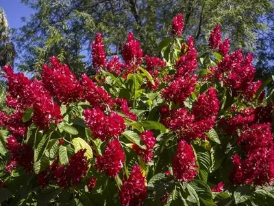 Manto Rojo: Un Tesoro Botánico Tropical