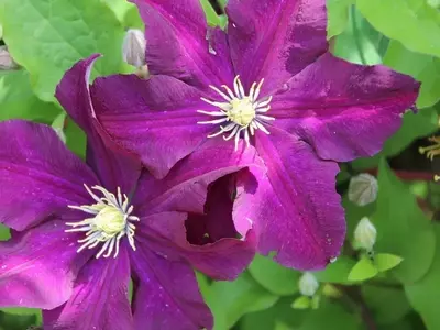 La Clematis Viticella: Una Guía Completa para un Jardín Vibrante