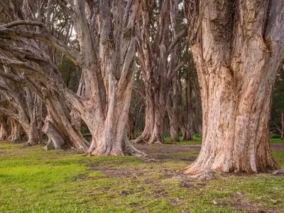 Factores que Impactan la Supervivencia de los Árboles y Estrategias de Conservación