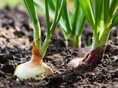 Optimización del Cultivo de Cebollas: Estrategias para Bulbos de Gran Calibre