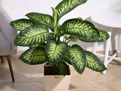 Dieffenbachia: Causas y Soluciones para Hojas Amarillas