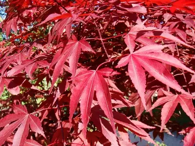 Antocianosis en Plantas: Un Fenómeno de Coloración y Estrés Vegetal