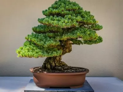 Bonsái Polyscias: Guía Esencial para su Cultivo y Cuidado