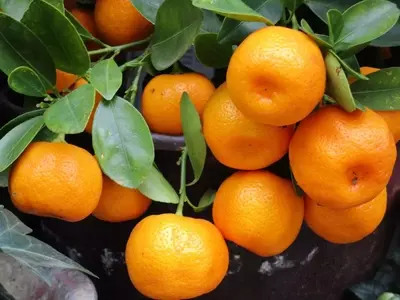 Las Mandarinas: Un Viaje Milenario de Evolución, Genética y Delicia Cítrica