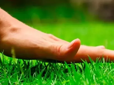 Cultivando el Césped Perfecto: Una Guía Detallada para la Siembra Superficial Exitosa