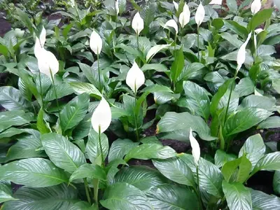 Guía Definitiva para el Cuidado y Riego de la Cuna de Moisés: Secretos para un Spathiphyllum Radiante