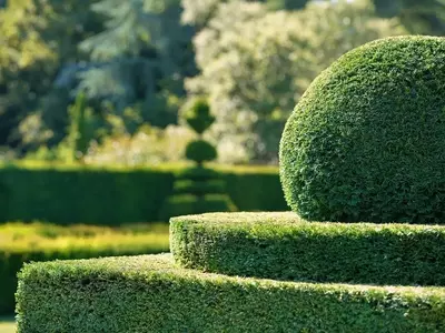 Creación y Mantenimiento de Cercos Vivos: Una Guía Esencial para Jardines