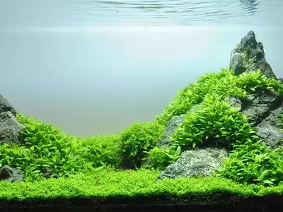 El Arte del Aquascaping: Creando Paisajes Subacuáticos Vivos