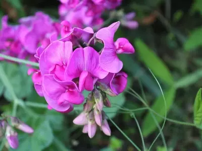 El Hollín como Aliado Ecológico en tu Jardín: Guía Completa de Uso y Precauciones