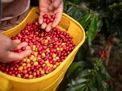 Revolución Cafetera: EthicHub Impulsa el Desarrollo de Pequeños Productores Mediante Innovación y Comercio Justo