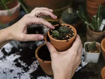 La Guía Definitiva para la Propagación Vegetal por Esquejes: Técnicas, Materiales y Consejos Expertos