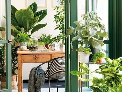 El Aliento Secreto de la Naturaleza: Un Análisis Profundo de la Respiración Vegetal