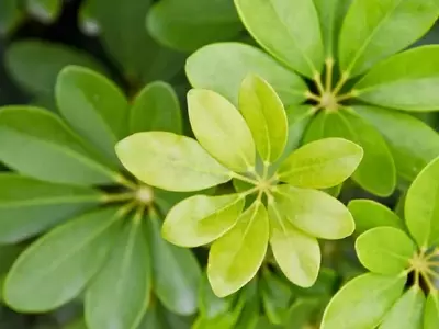 Guía Completa para el Cuidado de la Cheflera: Prevención y Solución a la Caída de Hojas