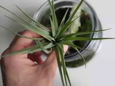 Tillandsias: Belleza sin Tierra y Fácil Cuidado en tu Hogar