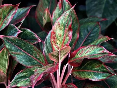 Vegetación para pasillos oscuros: Guía completa de plantas resistentes a la sombra