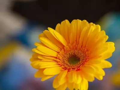 El Vibrante Mundo de las Gerberas: Significados, Orígenes y Cuidado Esencial