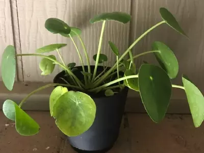 Descifrando el Misterio de las Hojas Oscurecidas en la Planta del Dinero: Guía Completa de Cuidados y Prevención