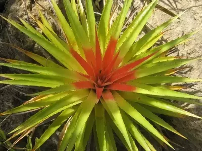 Bromelias: Una Guía Completa para su Propagación y Cuidado