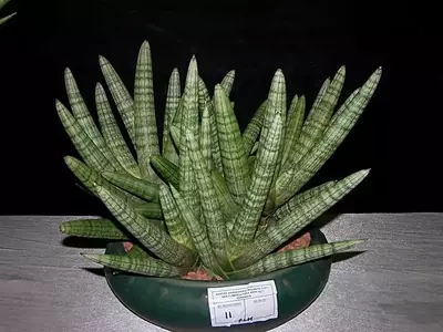 Guía Integral para el Cuidado de la Sansevieria Cylindrica: Soluciones y Prevención de Puntas Secas