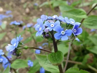 Brunnera Macrophylla: El Secreto para un Jardín Sombrío Espectacular