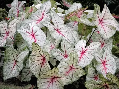 Caladium Bicolor: La Guía Definitiva para un Follaje Espectacular