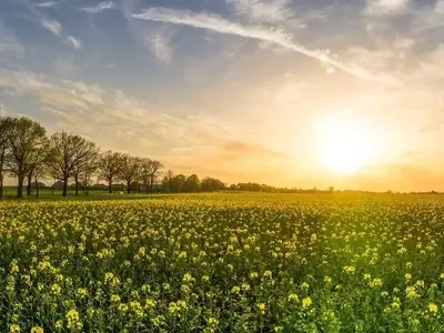 Monocultivo vs. Policultivo: Un Análisis Profundo de las Estrategias Agrícolas Modernas