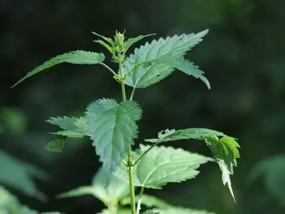 Control y Beneficios de la Ortiga en el Huerto: Una Guía Completa
