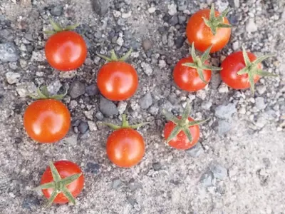 Descubriendo el Tomate Cagón: Un Tesoro Agrícola de las Islas Canarias