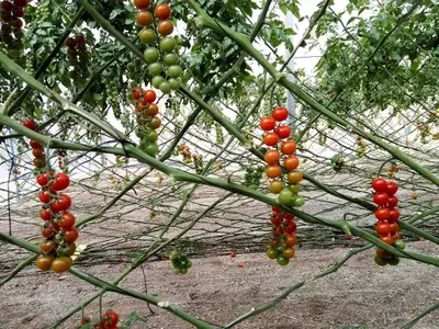 Cultivo de Tomates: Técnicas de Soporte Más Allá de las Cañas Tradicionales