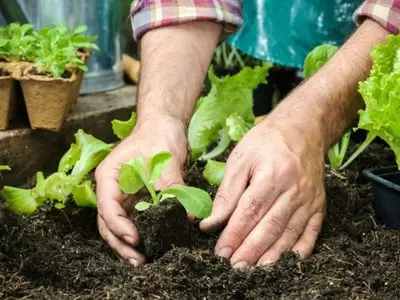 Preparación Esencial para una Siembra Exitosa: Guía Completa