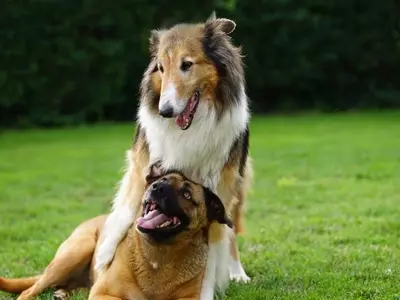 Cuidado del Césped en Hogares con Mascotas: Guía Completa