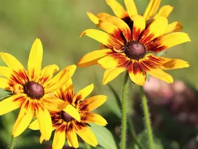 Gaillardia Aristata: Guía Completa para un Jardín Vibrante