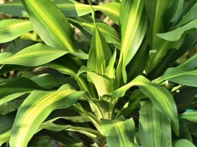 Guía para Revivir una Dracaena Fragans con Exceso de Riego