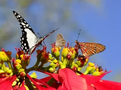 La Poinsettia: Guía Definitiva para su Esplendor Anual en Interiores y Exteriores