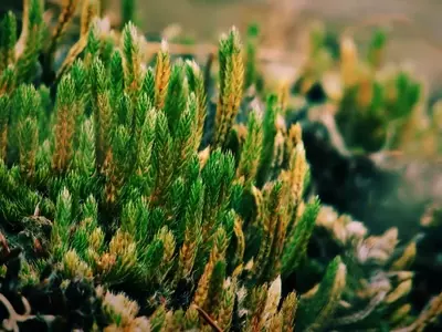 La Rosa de Jericó: Un Símbolo de Resiliencia y Renacimiento en el Mundo Natural