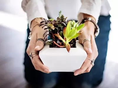 Mercado Verde: Estrategias para la Comercialización de Plantas Caseras