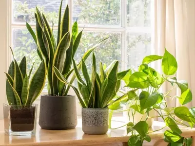 Plantas de Interior y Alergias: Una Guía Esencial para un Hogar Saludable