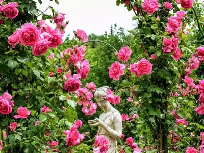 Cómo Crear un Jardín de Rosas Espléndido: Guía Completa de Diseño y Cuidado
