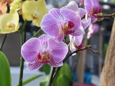 Mantenimiento Esencial de Orquídeas: Claves para Hojas Sanas y Vibrantes