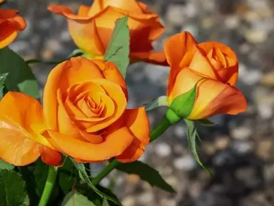 La Guía Definitiva para el Cultivo de Rosas: Variedades, Cuidado y Consejos Esenciales